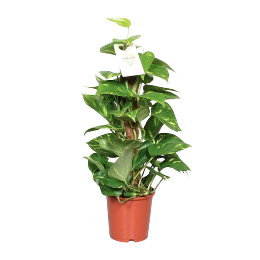 Epipremnum pinnatum on moss pole – Ø15cm ↕60cm | Easy maintenance