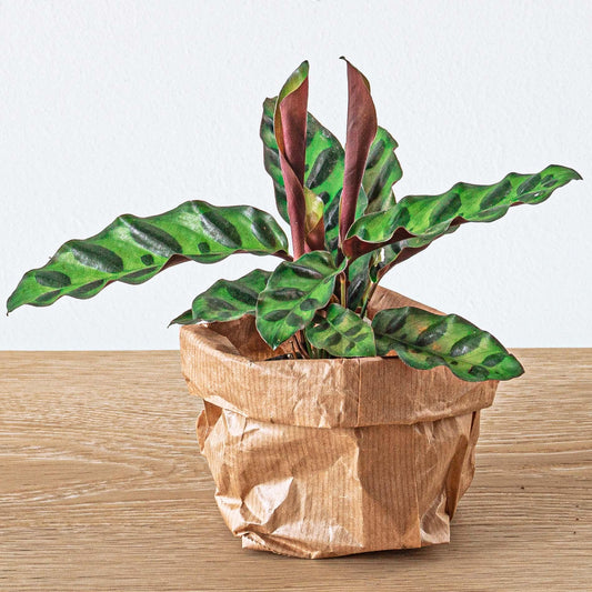 Calathea Lancifolia – Peacock Plant – Terrarium Plant – Pot Size 6 | The Rattlesnake Mini – Average Maintenance