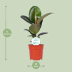 Ficus Elastica Robusta – Ø17cm ↕55cm | Gemiddeld onderhoud