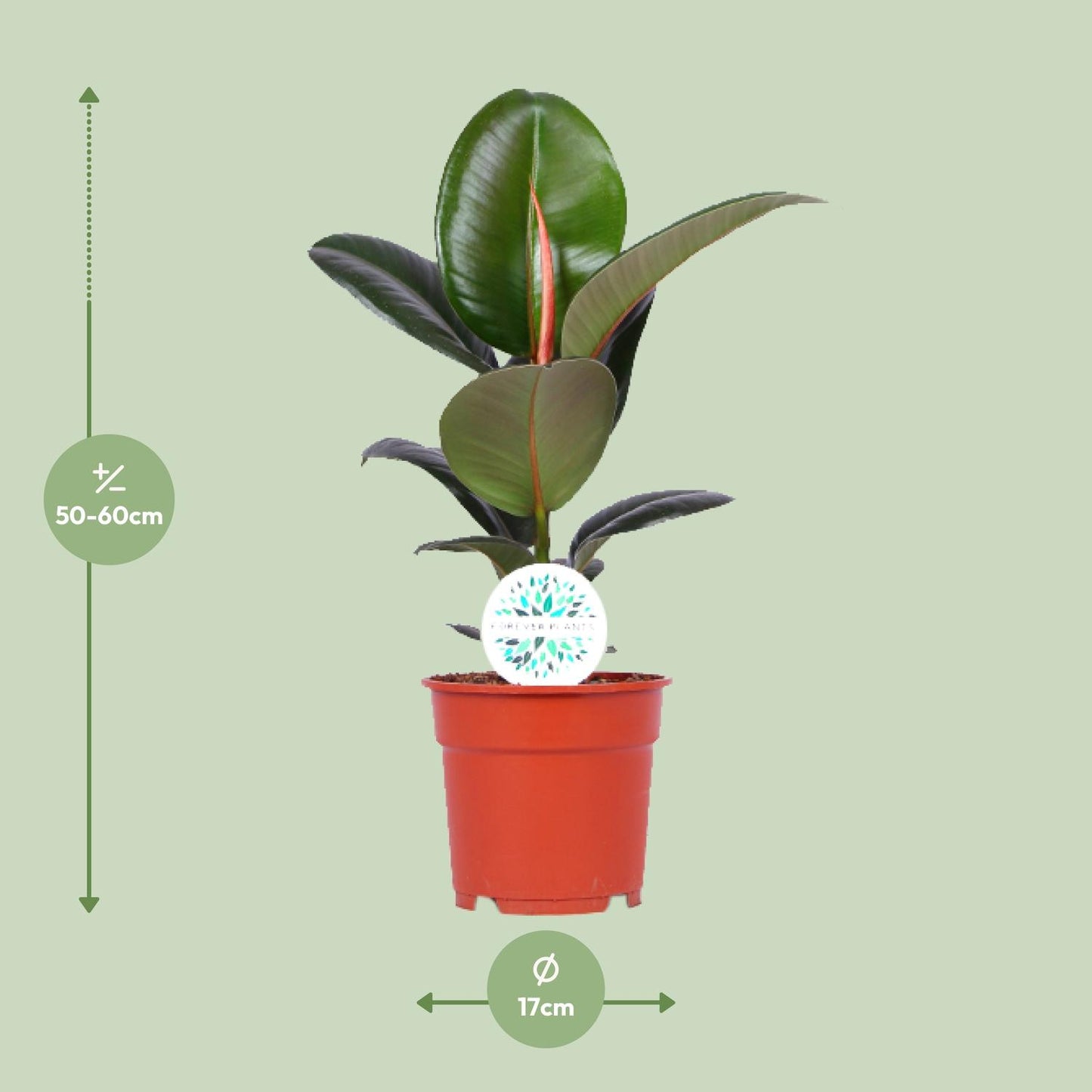 Ficus Elastica Robusta – Ø17cm ↕55cm | Average maintenance