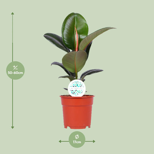 Ficus Elastica Robusta – Ø17cm ↕55cm | Average maintenance