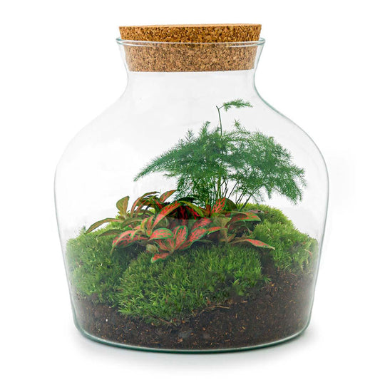 🌿 DIY Terrarium Little Joe – 21,5 cm