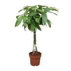Pachira Aquatica – Ø24cm ↕120cm | Gemiddeld onderhoud