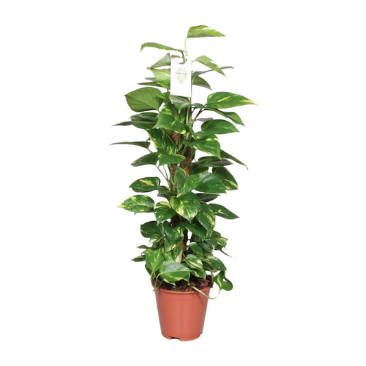 Epipremnum Pinnatum Moss Pole 80cm Scindapsus – Ø19cm ↕80cm | Deluxe Climber – Average Maintenance