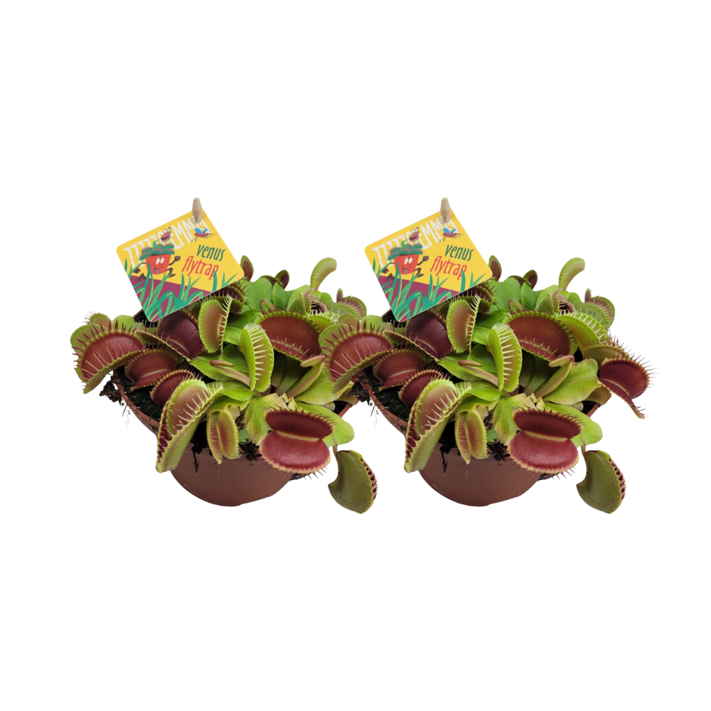 Dionaea muscipula (Flytrap) – Pack of 2 – Ø12cm ↕12cm | Average maintenance