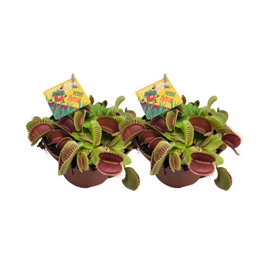 Dionaea muscipula (Flytrap) – Pack of 2 – Ø12cm ↕12cm | Average maintenance