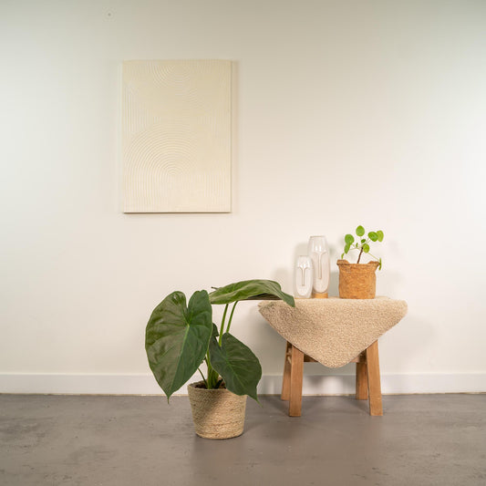 Alocasia Wentii (Elephant Ear) – Ø19cm ↕65cm + Basket Selin | Average maintenance
