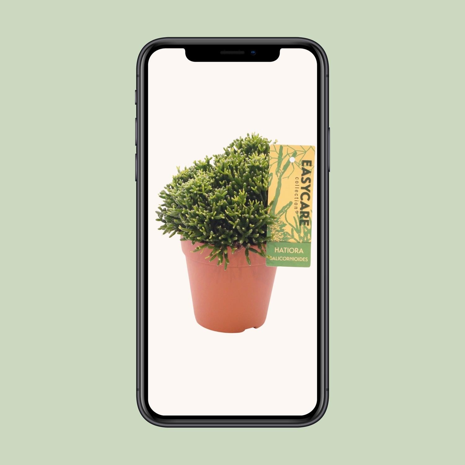 Hatiora salicornioides - Ø12cm - ↕22cm | The bottle cactus – Easy care