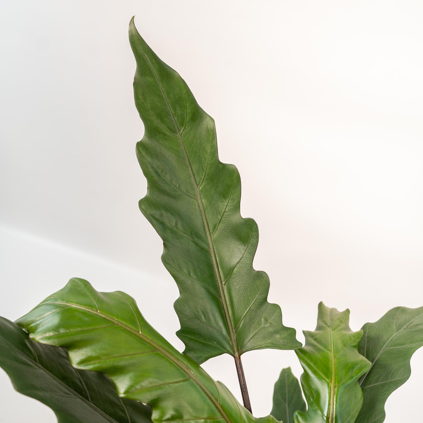Alocasia Lauterbachiana (Elephant Ear) – Ø19cm ↕80cm + Basket Selin | Average maintenance