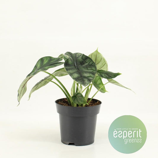 Alocasia Dragon Scale - Ø14cm - ↕25cm | The Armored Prince – Challenging Maintenance