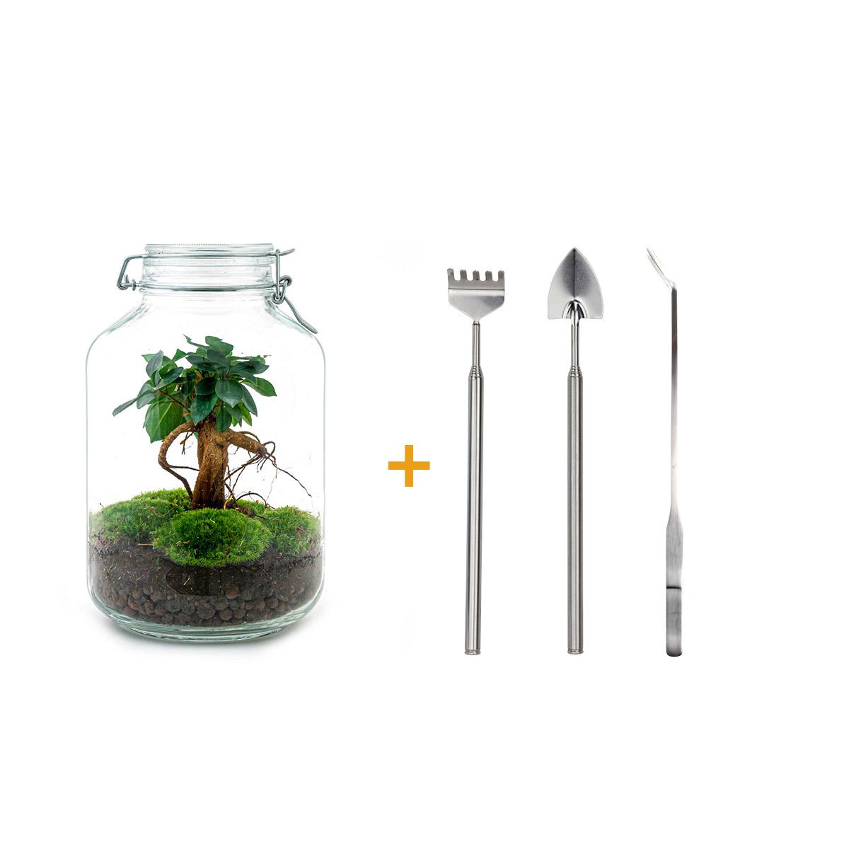 🌿🛠️ DIY Terrarium Jar – Ficus Ginseng Bonsai – 28 cm – Includes rake, shovel &amp; tweezers