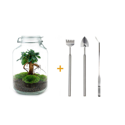 🌿🛠️ DIY Terrarium Jar – Ficus Ginseng Bonsai – 28 cm – Includes rake, shovel &amp; tweezers