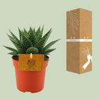 Gasteria Aurora – Ø11cm ↕15cm | Easy maintenance