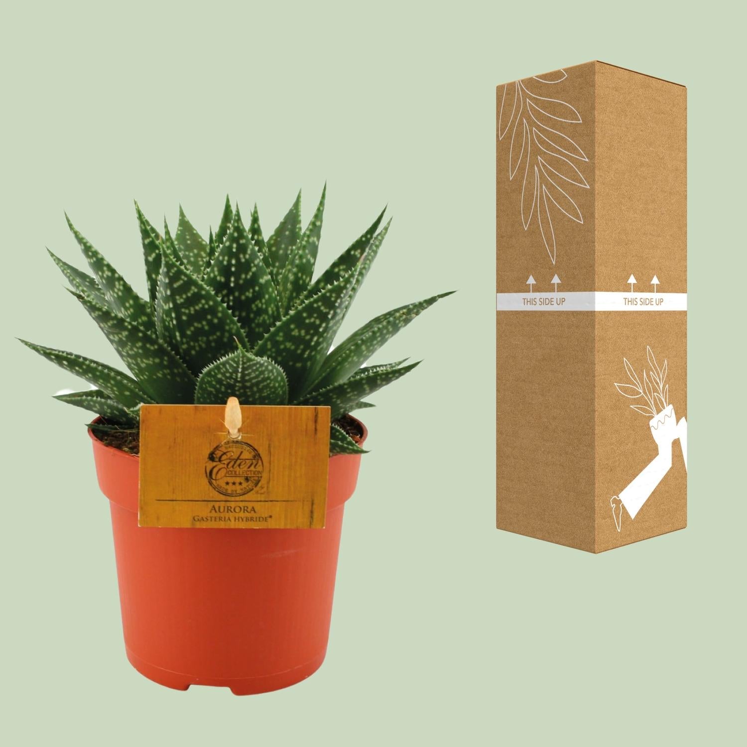 Gasteria Aurora – Ø11cm ↕15cm | Easy maintenance