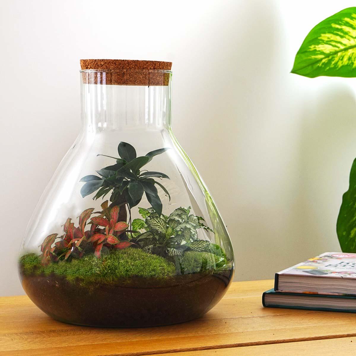 Sam XL Bonsai - DIY Terrarium - 32 cm high