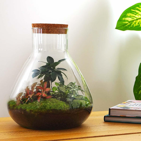 Sam XL Bonsai - DIY Terrarium - 32 cm high