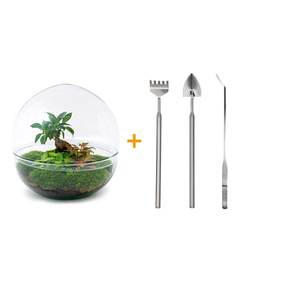 🌿🛠️ DIY Terrarium Dome XL – Ficus Ginseng Bonsai – 28 cm – Including rake, shovel &amp; tweezers