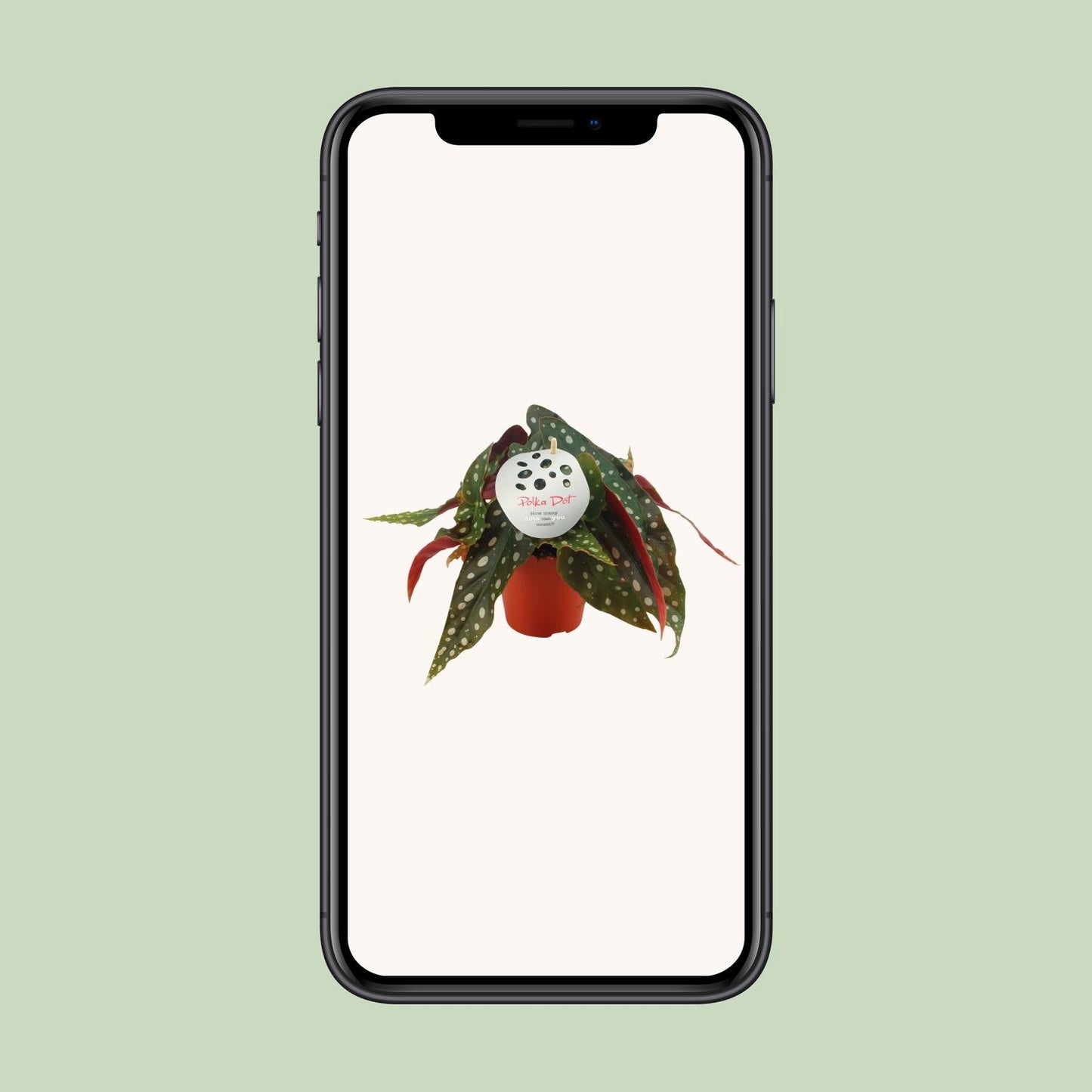 Begonia Maculata - Ø12cm - ↕20cm | The polka dot queen – Average maintenance