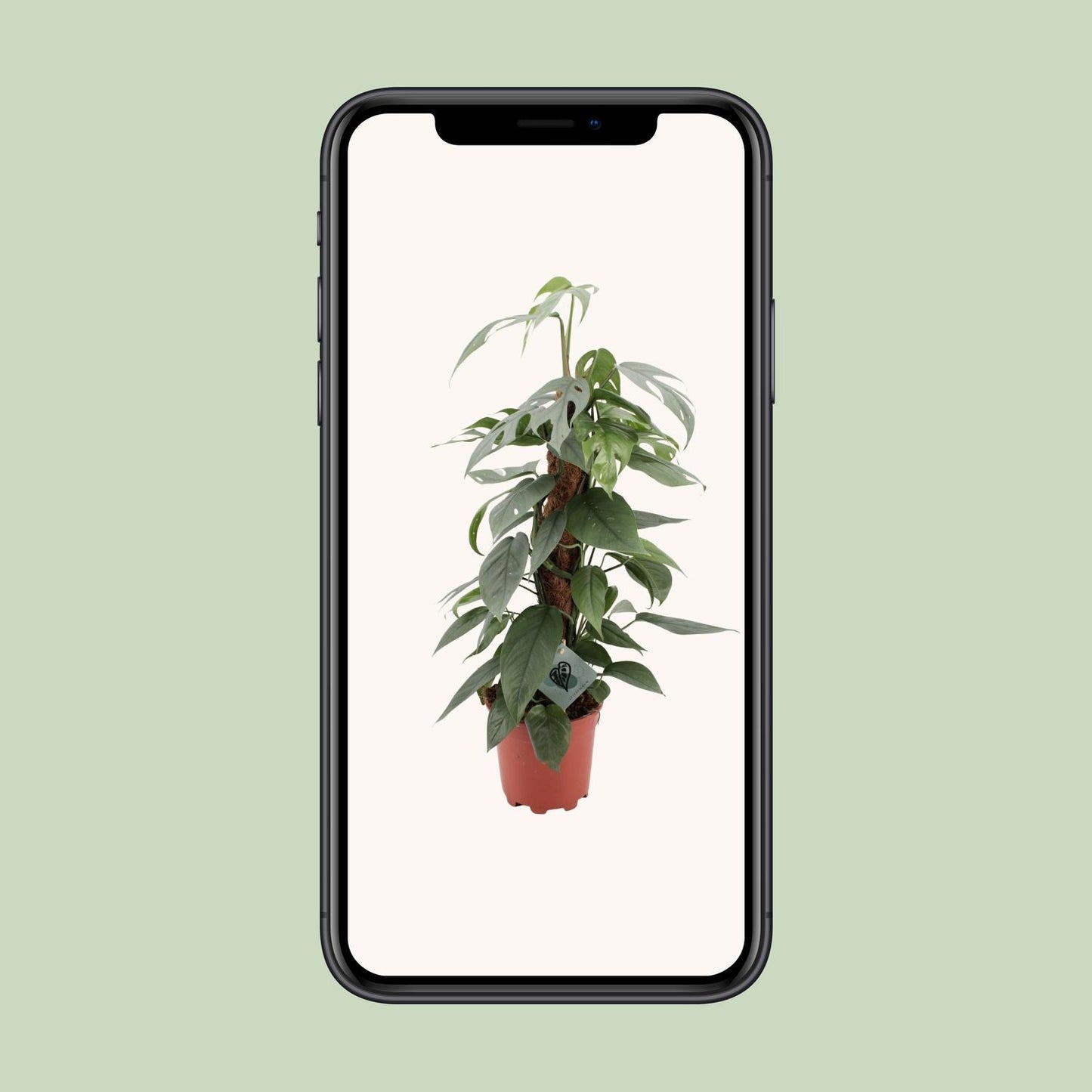 Epipremnum pinnatum 'Cebu Blue' - Ø17cm - ↕60cm | The steel-blue garland – Easy to maintain