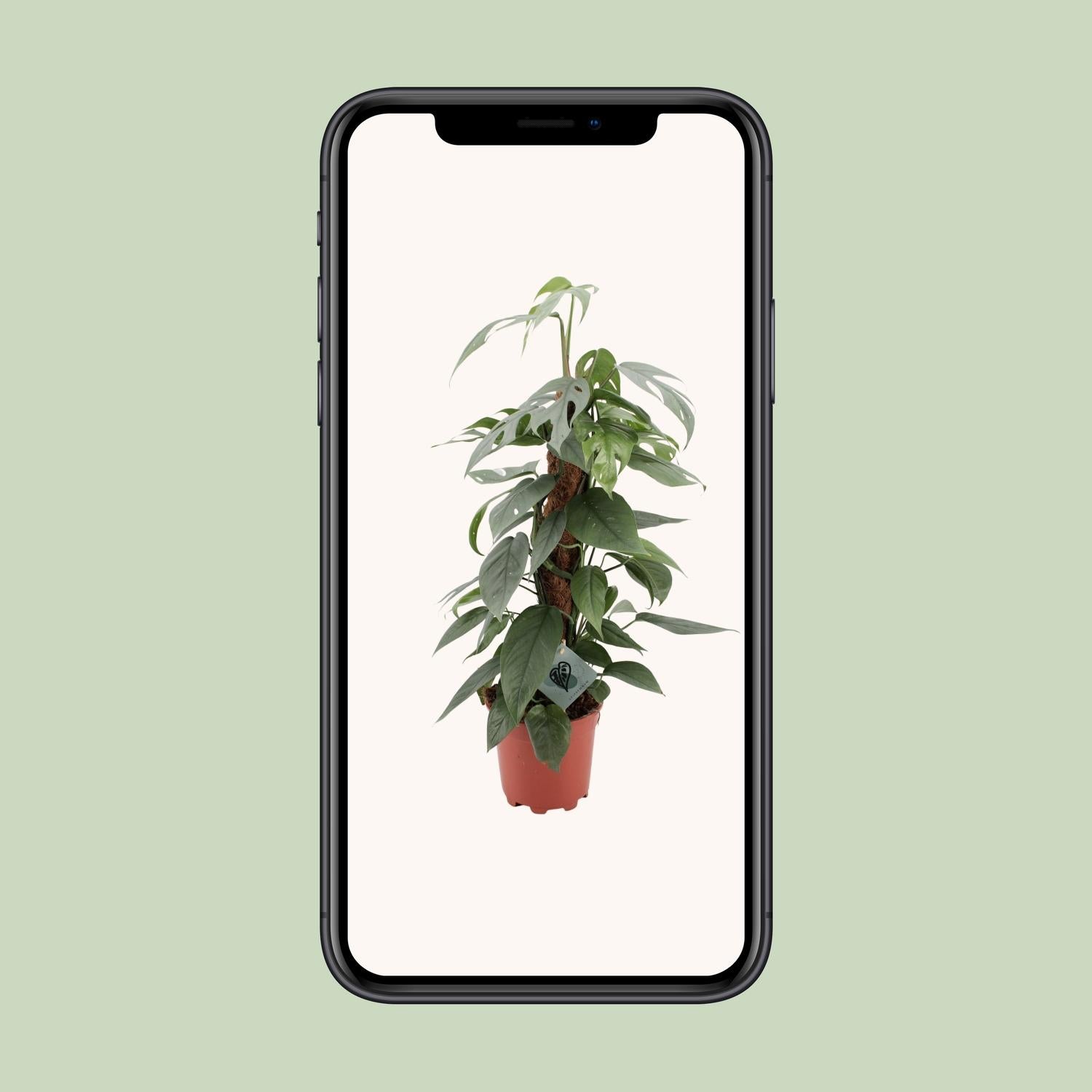 Epipremnum pinnatum ‘Cebu Blue’ - Ø17cm - ↕60cm | De staalblauwe slinger – Makkelijk onderhoud