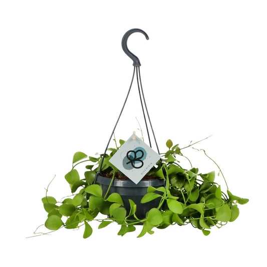 Dischidia Imbricata – Kidney plant Hanging plant Ø14 cm ↕40 cm
