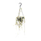 Ceropegia Woodii 'Blackbird' – String of Hearts Hanging Plant Ø14 cm ↕50 cm