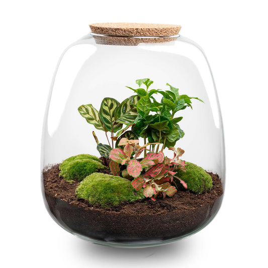 DIY Plant Terrarium Emma – Coffea Red Coffee Plant – Closed Ecosystem 25 cm