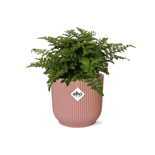 Asplenium 'Parvati' in ELHO Vibes Fold 14cm pink | Boho fern with beach waves – Average maintenance