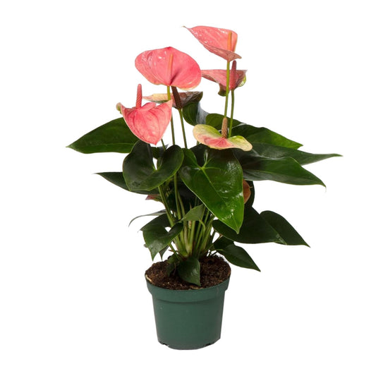Anthurium Sweet Dream - Ø12cm - ↕35cm | The flamingo in satin – Average maintenance