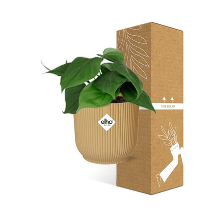 Epipremnum Pinnatum 'Golden Pothos' in ELHO Vibes Fold 14cm yellow | Golden glider – Easy care