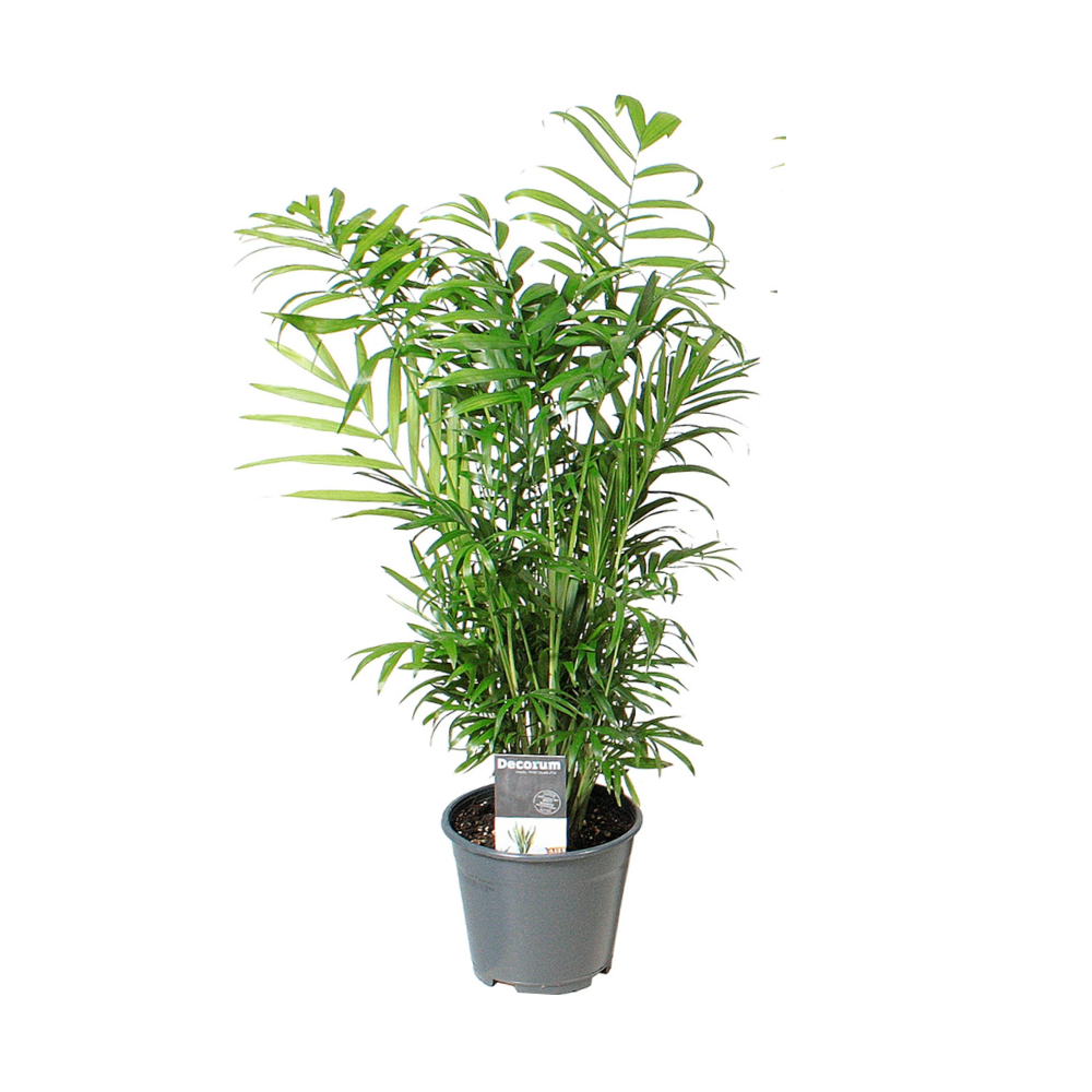 Chamaedorea elegans – Ø14cm ↕55cm | The easy-going house palm – Easy maintenance