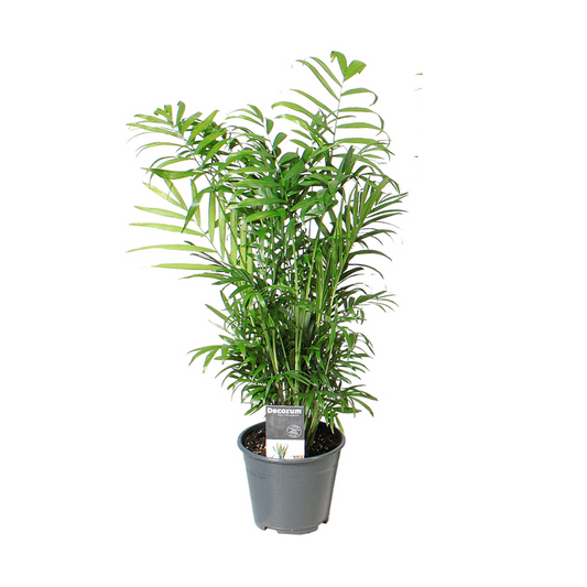 Chamaedorea elegans – Ø14cm ↕55cm | The easy-going house palm – Easy maintenance