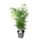 Chamaedorea elegans – Ø14cm ↕55cm | The easy-going house palm – Easy maintenance