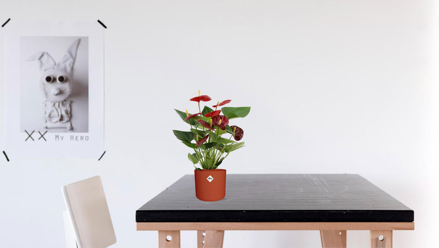 Anthurium 'Calon' (transparent sleeve) – Ø12cm ↕36cm | Average maintenance