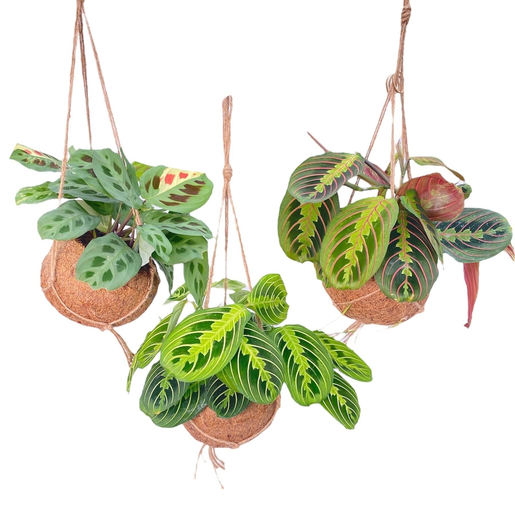 Kokodama Maranta Mix – 3x Praying Plants in Coconut Pot Ø15 cm ↕20 cm