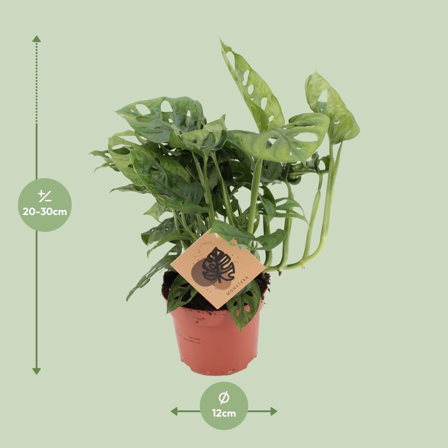 Monstera Monkey Leaf – Ø12 cm – ↕30 cm