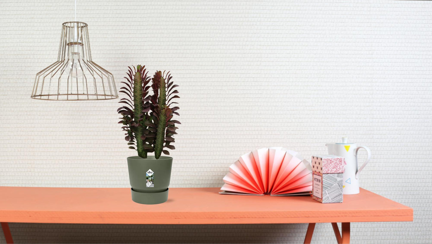 Euphorbia trigona 'Rubra' – Ø12cm ↕40cm | Easy care