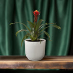 Guzmania Happiness – Ø12cm ↕45cm | Easy maintenance