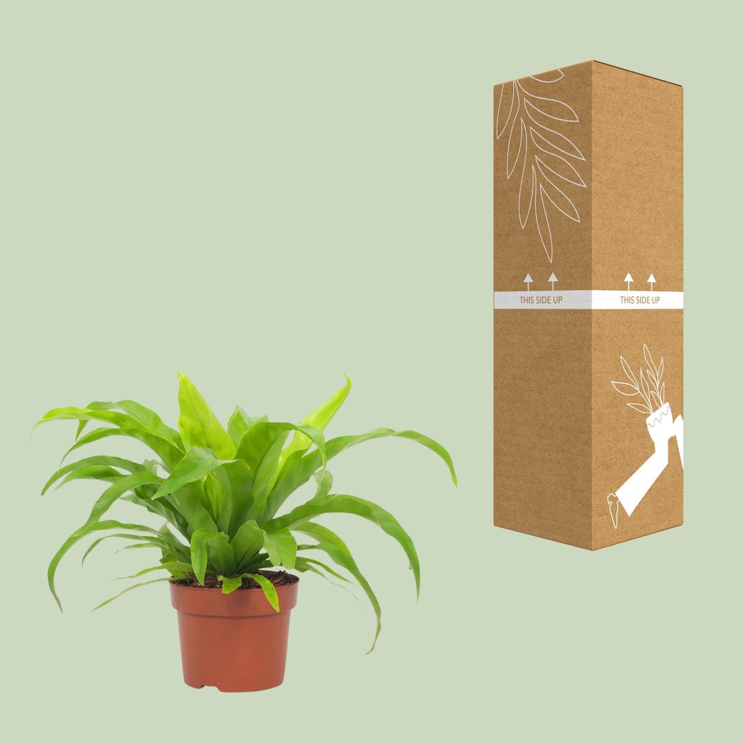 Asplenium antiquum – Ø12cm ↕19cm | Average maintenance