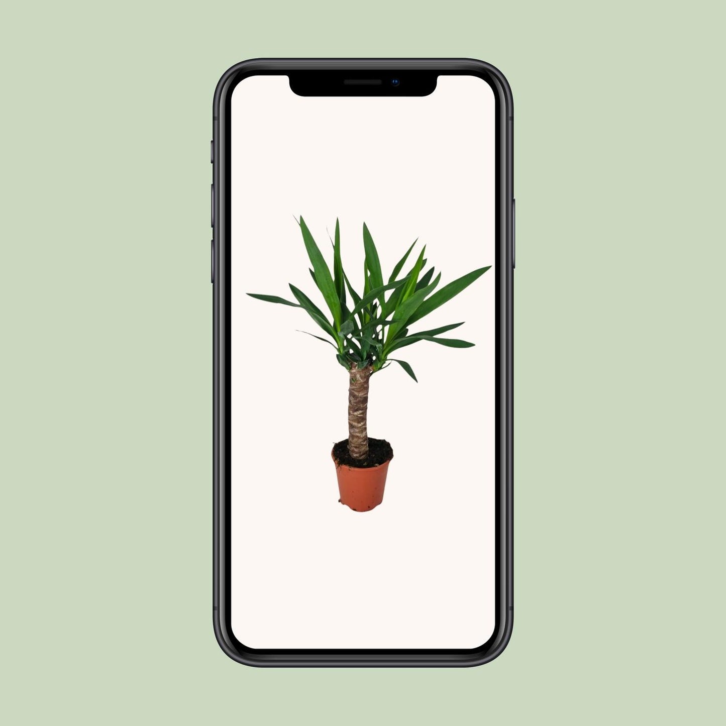 Yucca – Ø14 cm – ↕60 cm