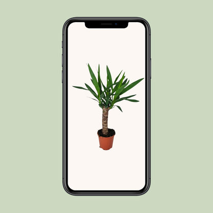 Yucca – Ø14 cm – ↕60 cm