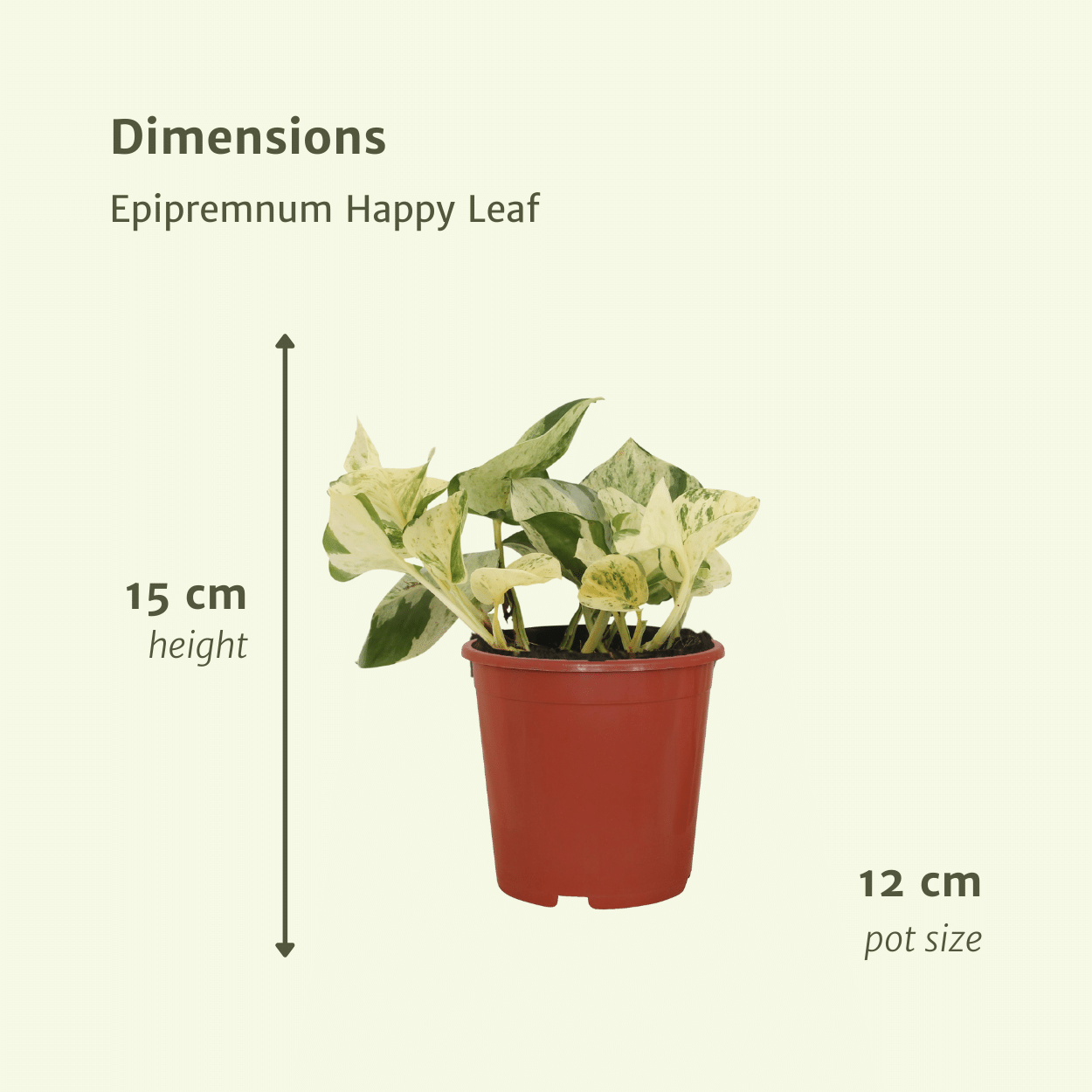 Epipremnum Happy Leaf – 4x Ø12cm ↕15cm | Easy maintenance