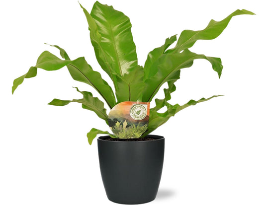 Asplenium Nidus – Ø17cm ↕60cm + Pot Brussels D18x17cm (Anthracite) | Average maintenance