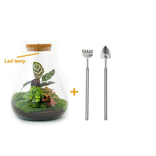 🌿💡🛠️ DIY Terrarium Sam – Calathea – Met lamp + harkje & schepje – 30 cm