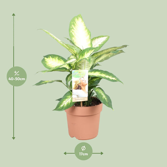 Dieffenbachia Camilla – Ø17cm ↕45cm | Average maintenance