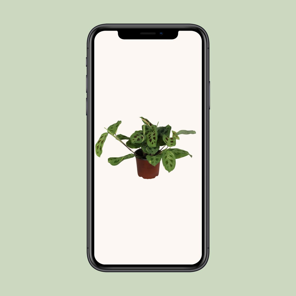 Maranta Leuconeura Fascinator Variegata (Biddende Plant) – Ø12cm ↕30cm | Gemiddeld onderhoud