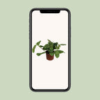Maranta Leuconeura Fascinator Variegata (Biddende Plant) – Ø12cm ↕30cm | Gemiddeld onderhoud