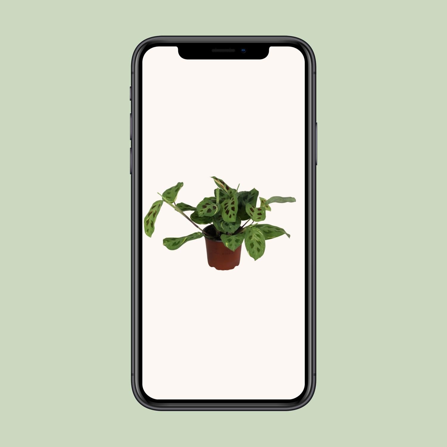 Maranta Leuconeura Fascinator Variegata (Biddende Plant) – Ø12cm ↕30cm | Gemiddeld onderhoud