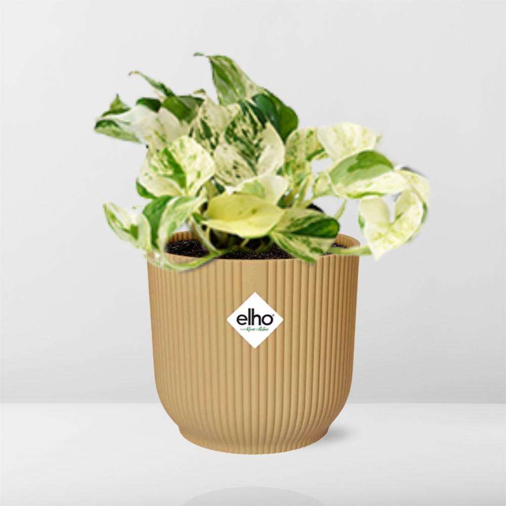 Epipremnum Pinnatum 'Happy Leaf' in ELHO Vibes Fold 14cm yellow | Happy Leaf Bunch – Easy Care