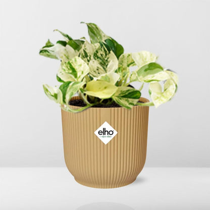Epipremnum Pinnatum 'Happy Leaf' in ELHO Vibes Fold 14cm yellow | Happy Leaf Bunch – Easy Care